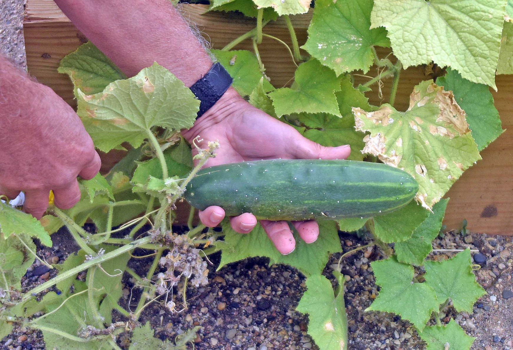 Prison garden